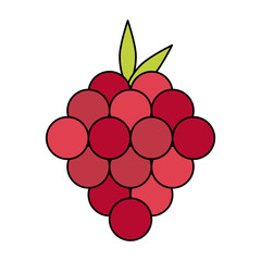 grapes fruit icon image vector illustration design 