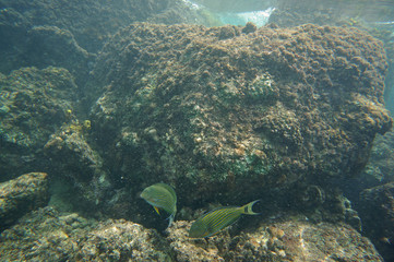 Pair of striped Surgeonfish in front of a granite rock