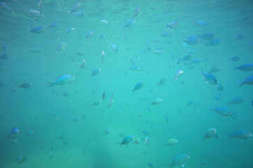 Fototapeta na wymiar Swarm of blue-green chromis
