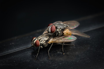 House fly on sexual