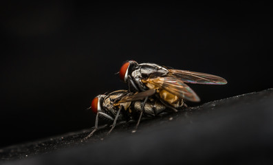 House fly on sexual