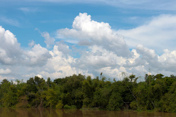 View forest trees alongside the river.