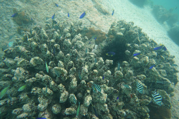 Fototapeta na wymiar Lot of colorful fish in a coral