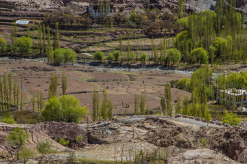 Fototapeta na wymiar View of Ladakh scene forest with mountain background