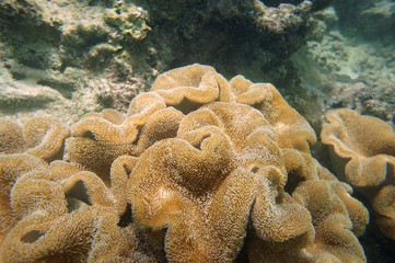 Huge soft coral