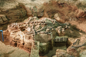 Fossil of Phuwiangosaurus sirindhornae at Sirindhorn Museum , Kalasin , Thailand . ( Near complete...