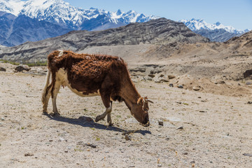 Cow in Ladakh