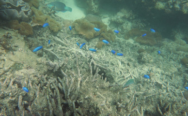 Naklejka na ściany i meble Group of azure damselfish with corals
