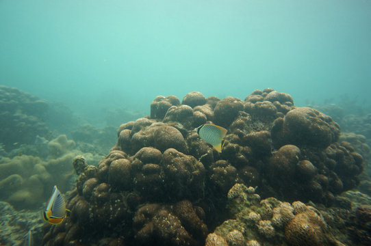 Two different butterflyfish in the reef