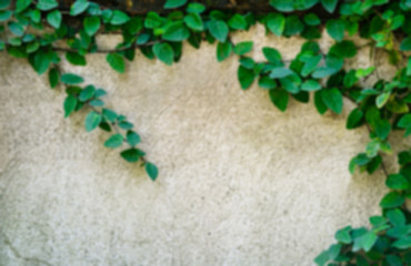 Blurred image green Creeper Plant on concrete wall