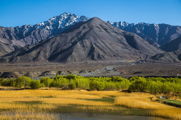 View of Ladakh scene forest with mountain background