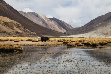 Yak wildlife in Ladakh