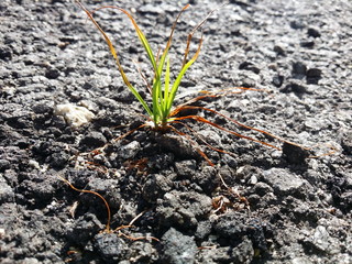 Grass on the rock, Showing there is a hope