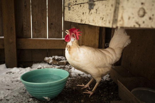 Hen Drinking Water