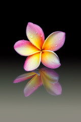 Plumeria flower on a black background