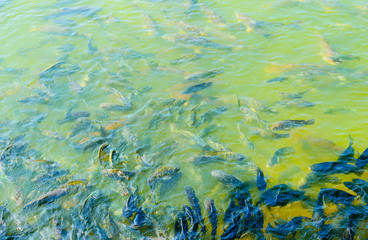 Many fish swimming in the water with food in abundance.