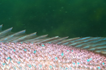Detail of spines in dorsal fin of australasian snapper Pagrus auratus.