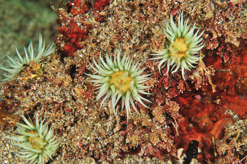 White striped anemones Anthothoe albocincta on rock covered with short red and brown algae.