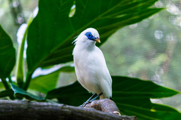 Bali Myna perched on tree limb, Edward Youde Aviary, Hong Kong Park. 