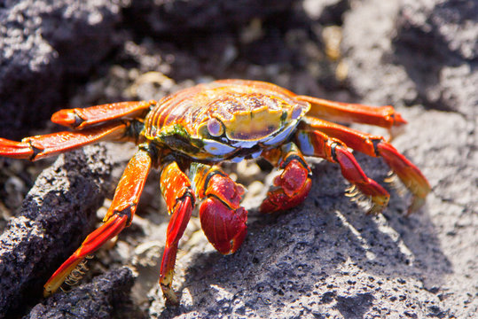 Sally Lightfoot Crab On Rock