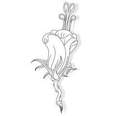 Fantasy flower illustration set on white