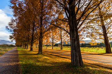 Naklejka premium メタセコイア並木道