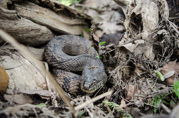 Water snake