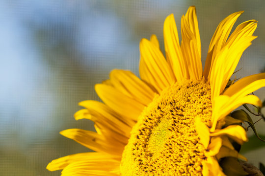 Closeup of Sunflower. Selective focus