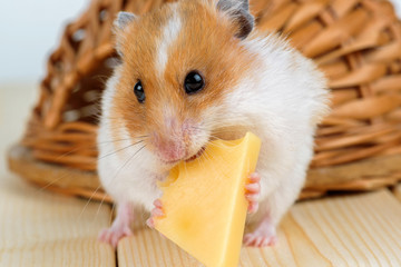A hamster close-up eats cheese near its wooden house.