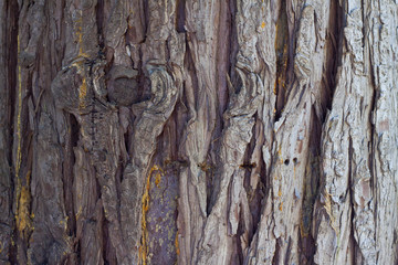 Wood texture