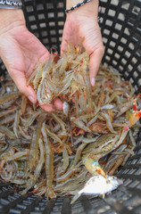 shrimp fron sea on hand