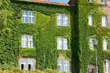 The walls of the old house wove green plants