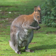 Naklejka na ściany i meble Kangaroo standing on the grass, licking itself fingers 