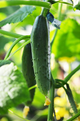 Growing cucumbers on branch in vegetable garden.
