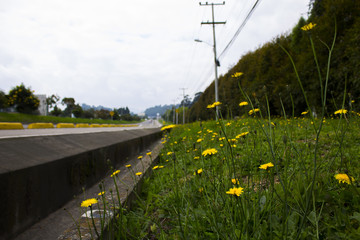 LA VIA DE LAS FLORES