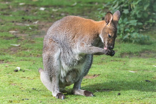 Kangaroo standing on the grass, licking itself fingers
