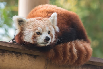 Red panda, Ailurus fulgens, lying on a piece of wood
