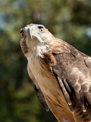 Red Tailed Hawk