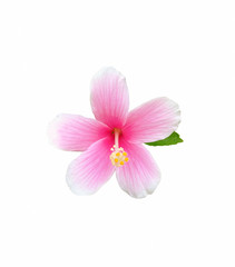 Obraz na płótnie Canvas Hibiscus flower isolated on white background