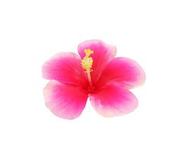 Fototapeta na wymiar Hibiscus flower isolated on white background