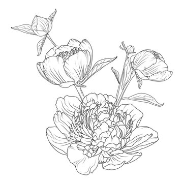 Peony rose flowers bouquet composition. Detailed realistic outline sketch drawing. Black line art on white background. Closeup macro view. Vector design illustration.