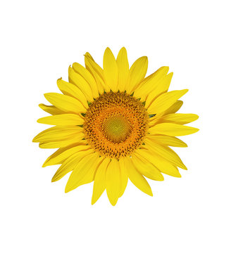 Sunflower flower isolated on white background