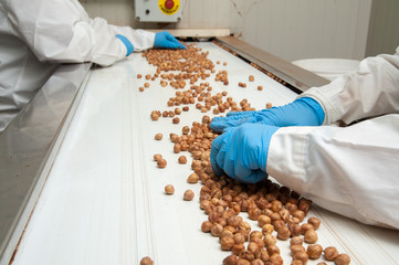 The processing of dry fruit: hazelnuts on the conveyor belt during the manual phase of rejection - 175434249
