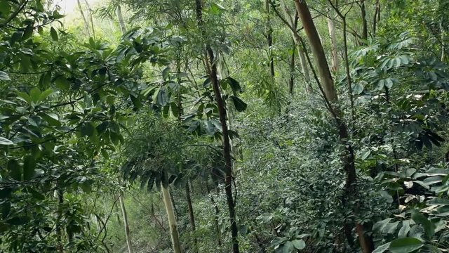 Tropical rainforest - trees and plants waving at strong wind; Guangdong province, South China; steadicam footage