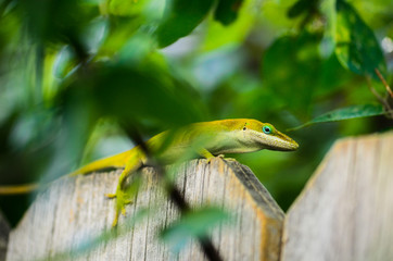 Green Anole