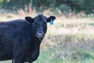 Mature Angus cow in late summer pasture