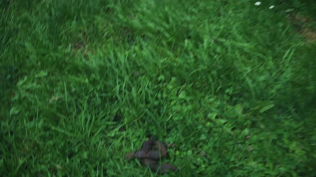 4K POV of Beagle Dog, Owner Collecting Poop