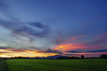 Naklejka na ściany i meble Landscape of Green Field and Beautiful Sunset