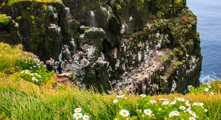 Bird Watching Summer Outdoors Activities at Latrabjarg Bird Cliff, Westfjords, Iceland, Europe. The...