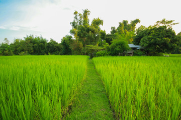 Green nature landscape with Paddy jasmine rice field in Thailand
